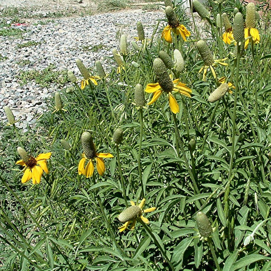 Yellow Mexican Hat