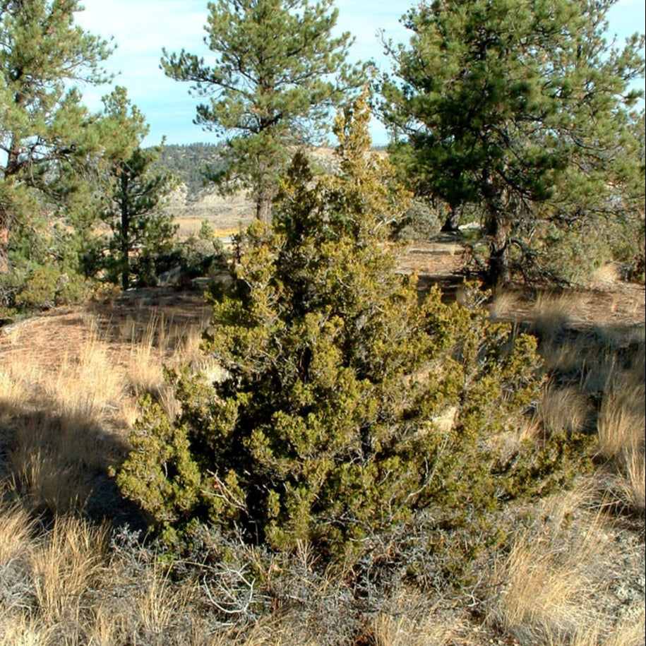 Rocky Mountain Juniper