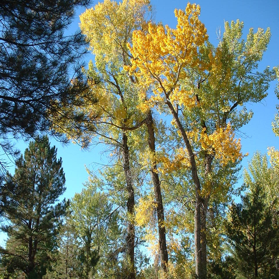 Narrowleaf Cottonwood