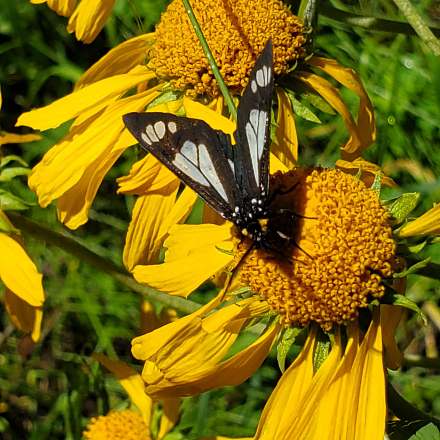 Orange Mountain Daisy