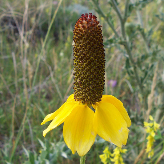 Yellow Mexican Hat