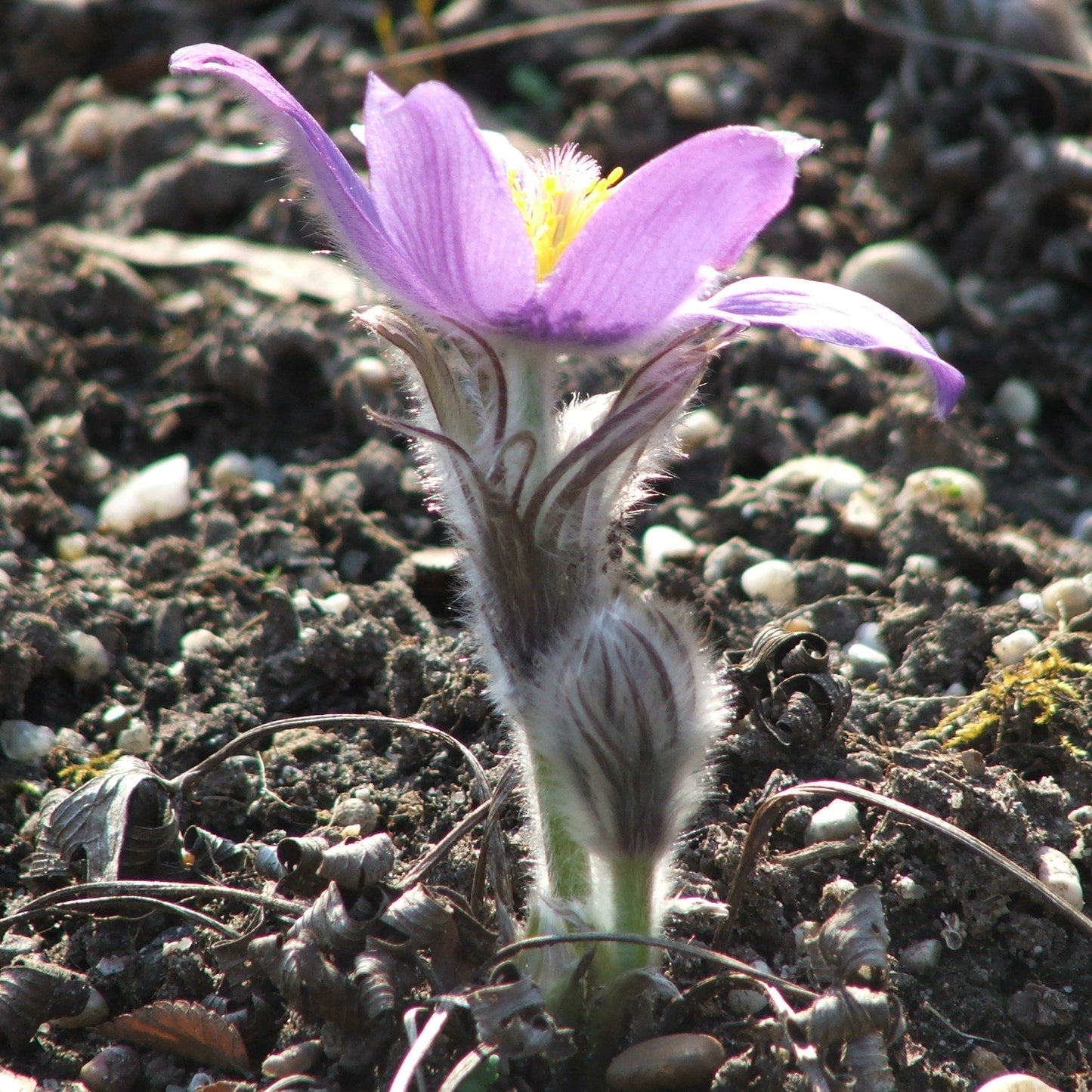 Cutleaf Pasque Flower