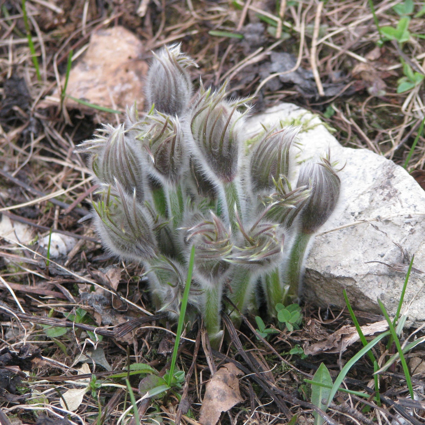 Cutleaf Pasque Flower