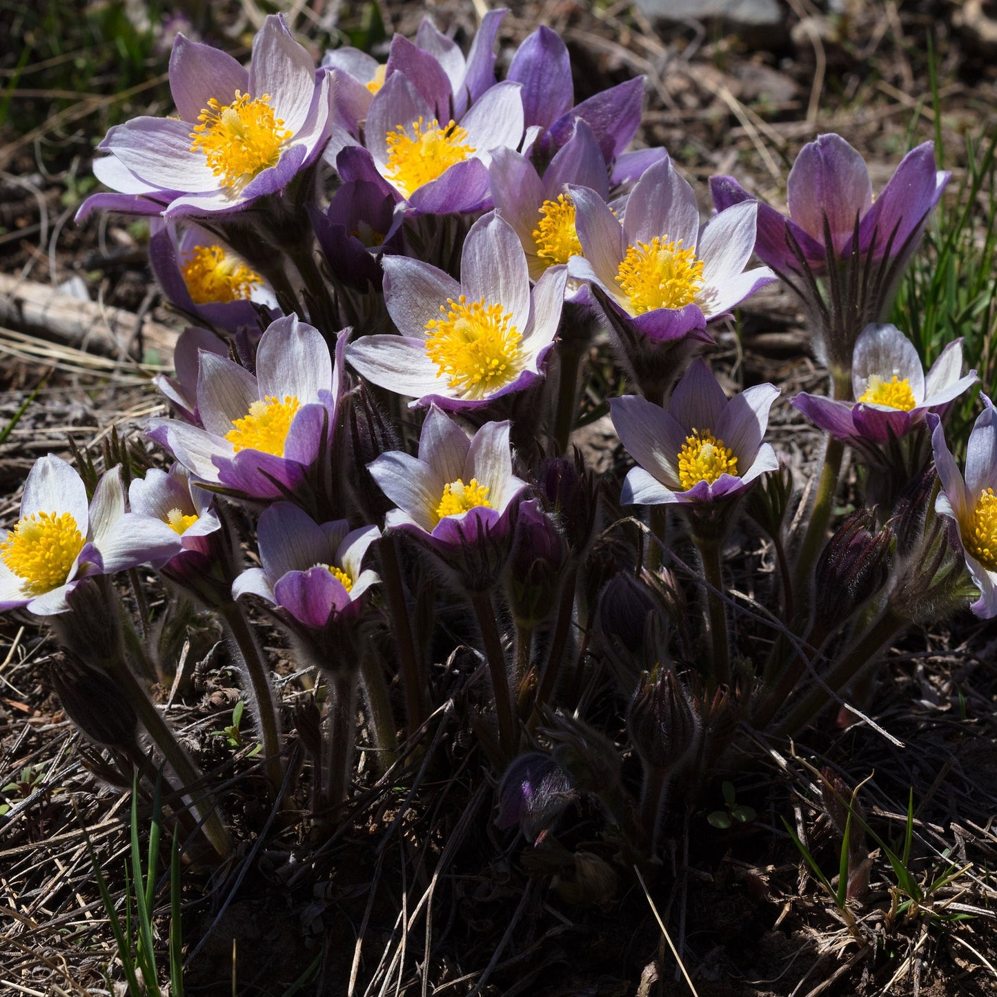 Cutleaf Pasque Flower