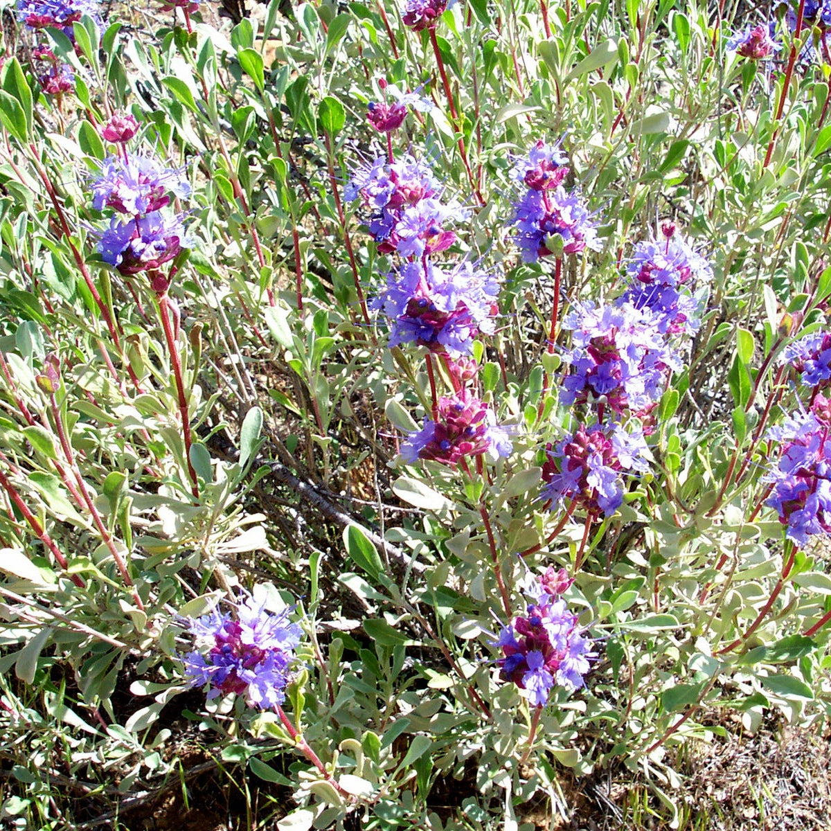 Desert Sage