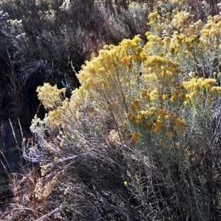 Rubber Rabbitbrush – Native Utah Plants