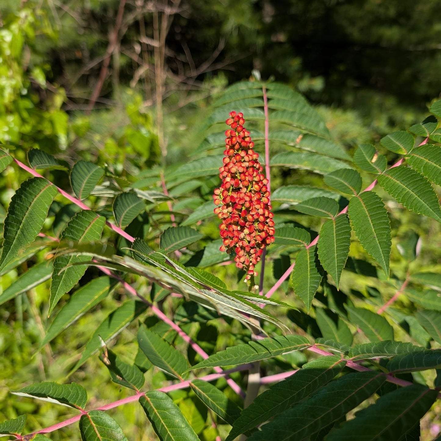 Smooth Sumac