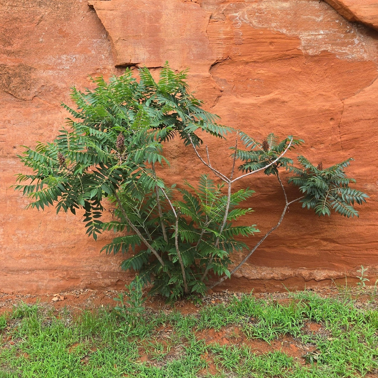 Smooth Sumac