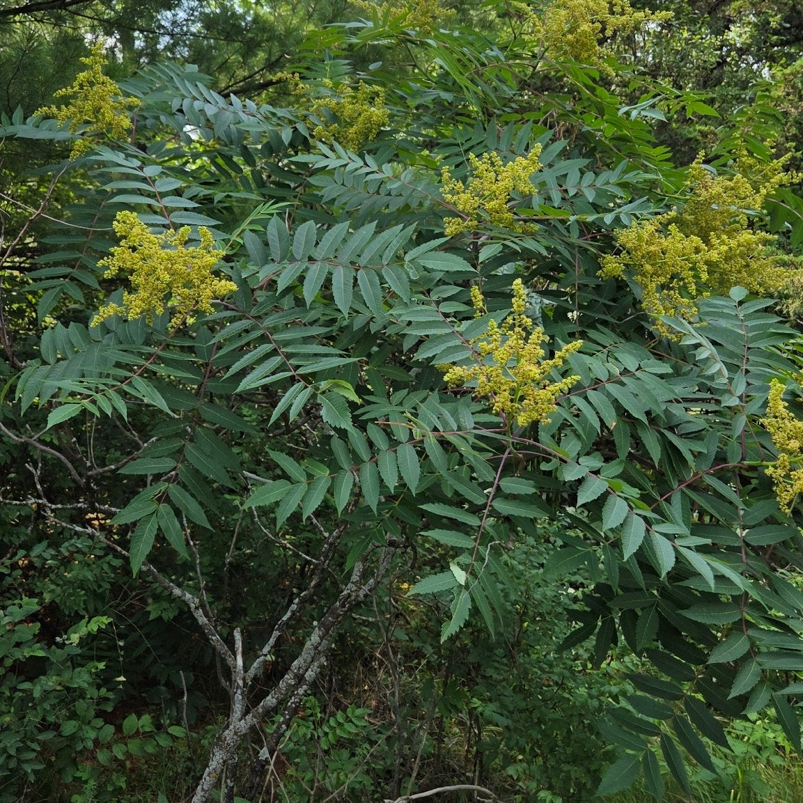 Smooth Sumac