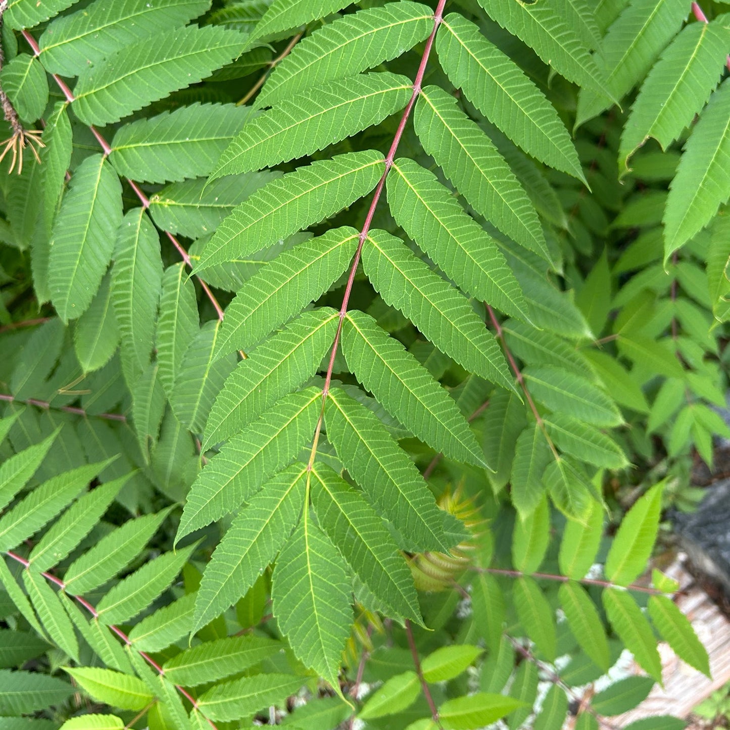 Smooth Sumac