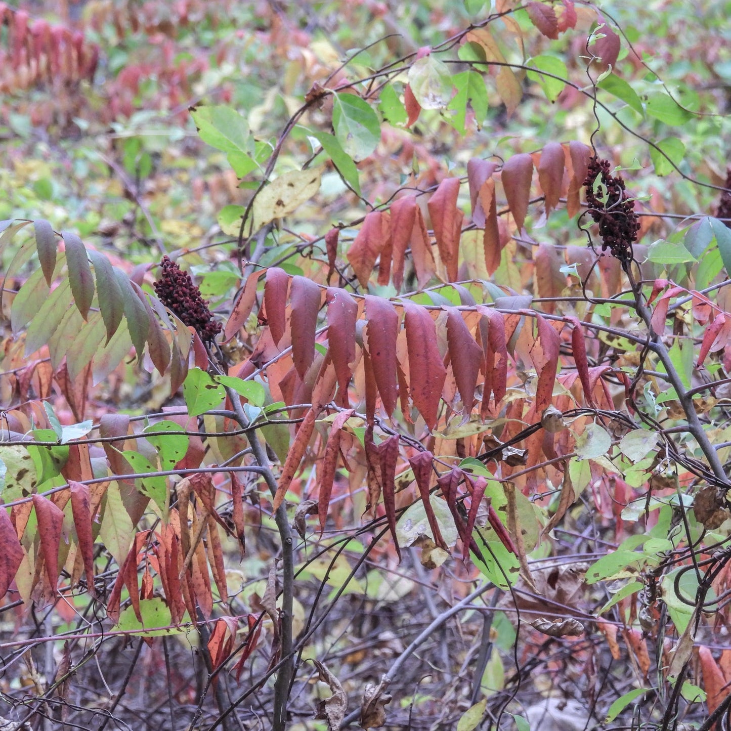 Smooth Sumac