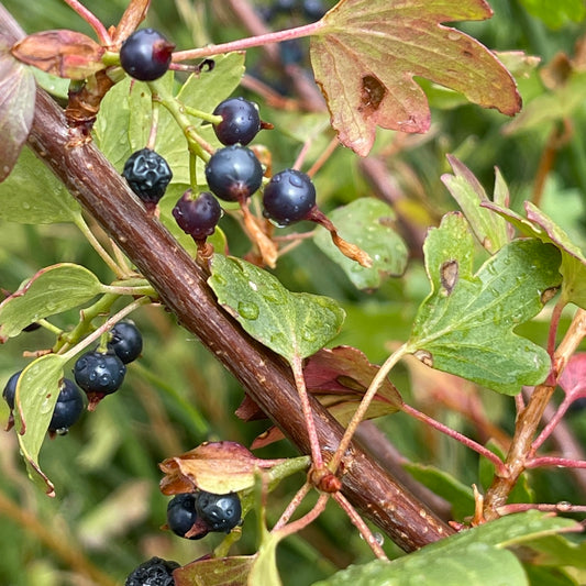 Black Currant
