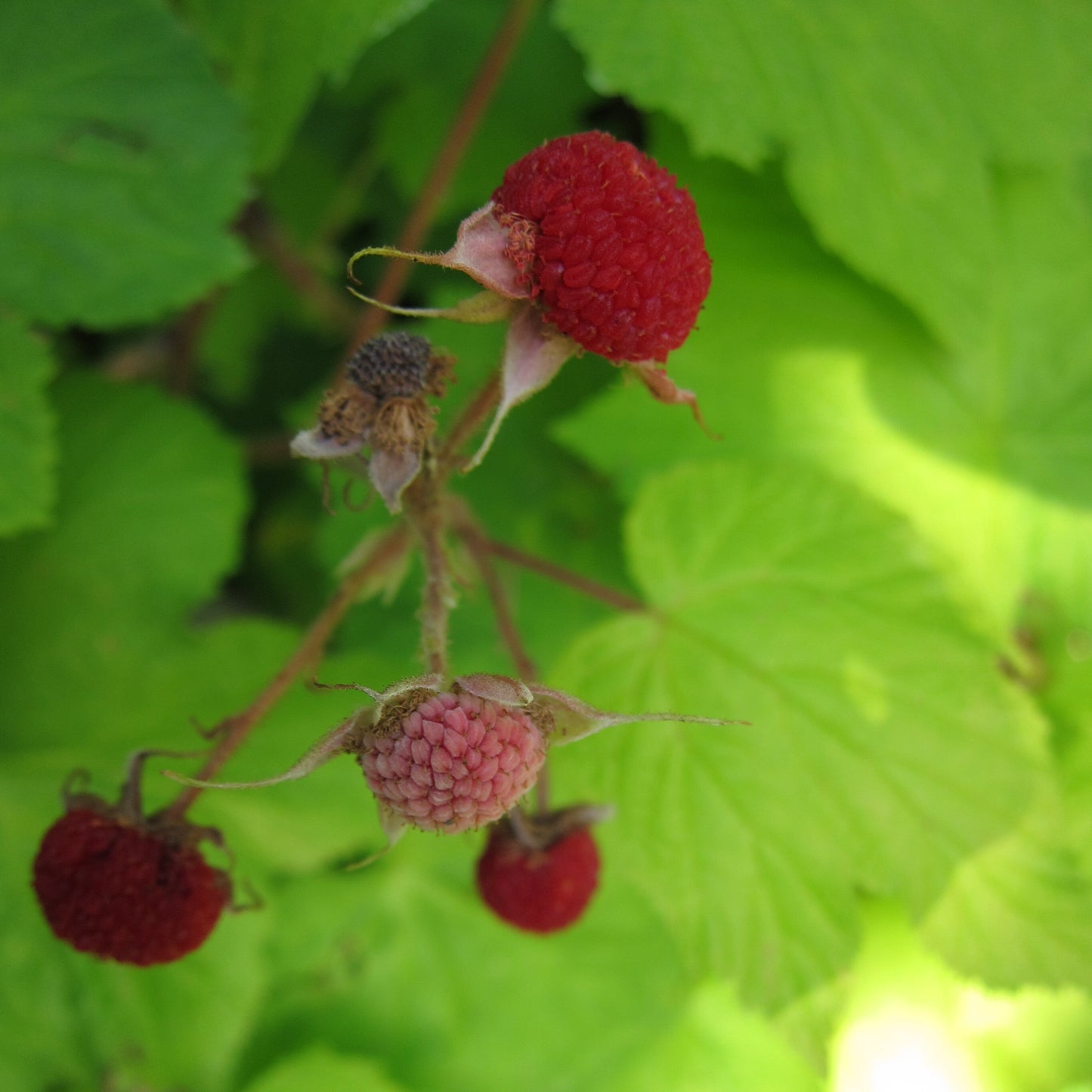 Thimbleberry