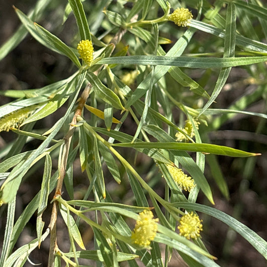 Coyote Willow