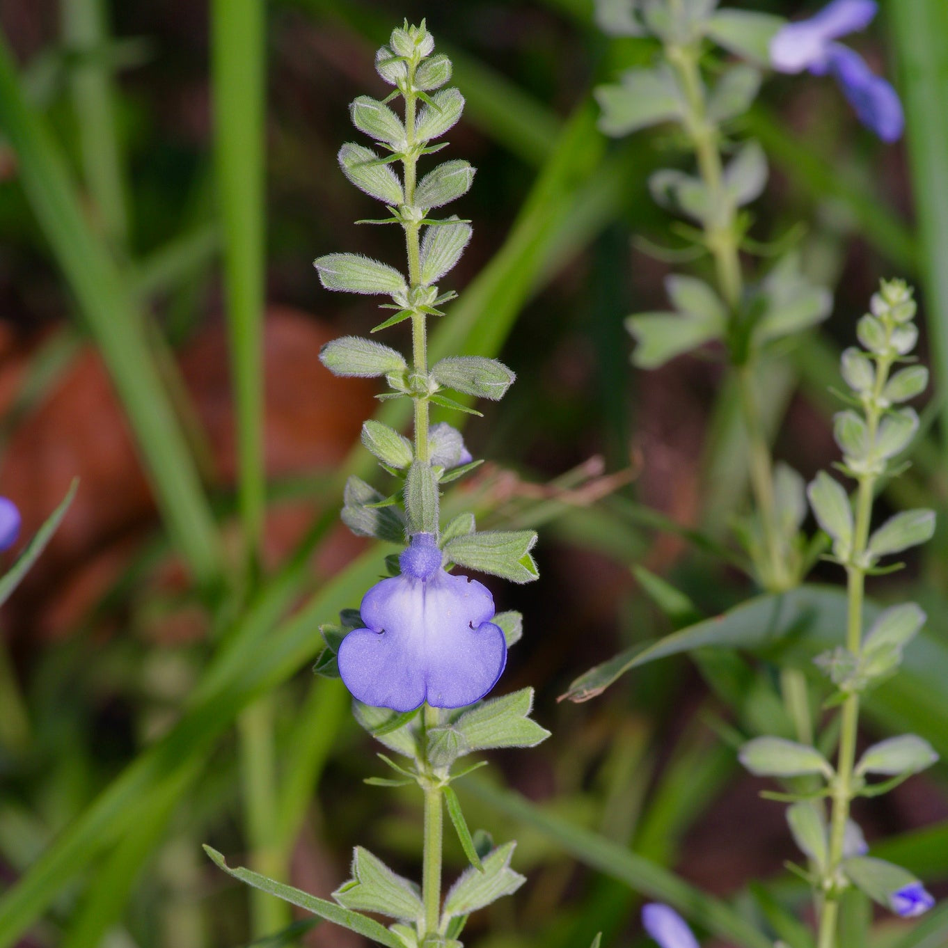 Prairie Sage
