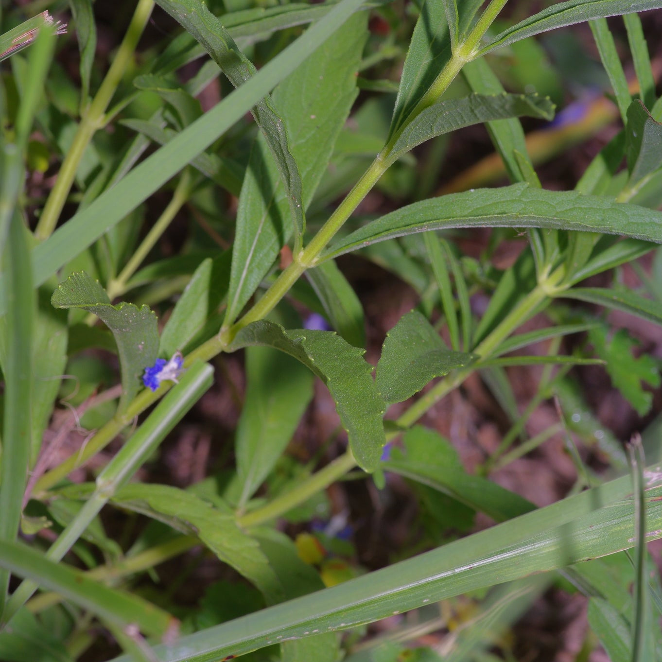 Prairie Sage