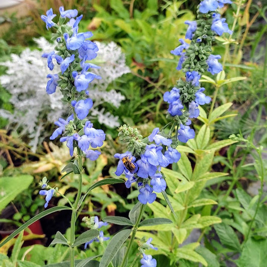 Prairie Sage