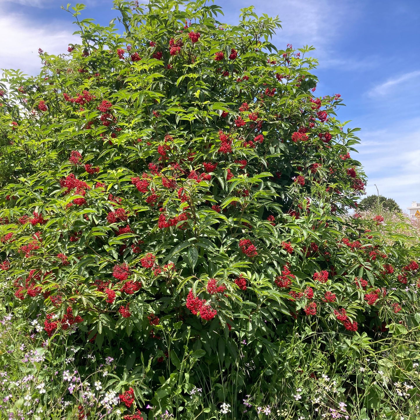 Red Elderberry