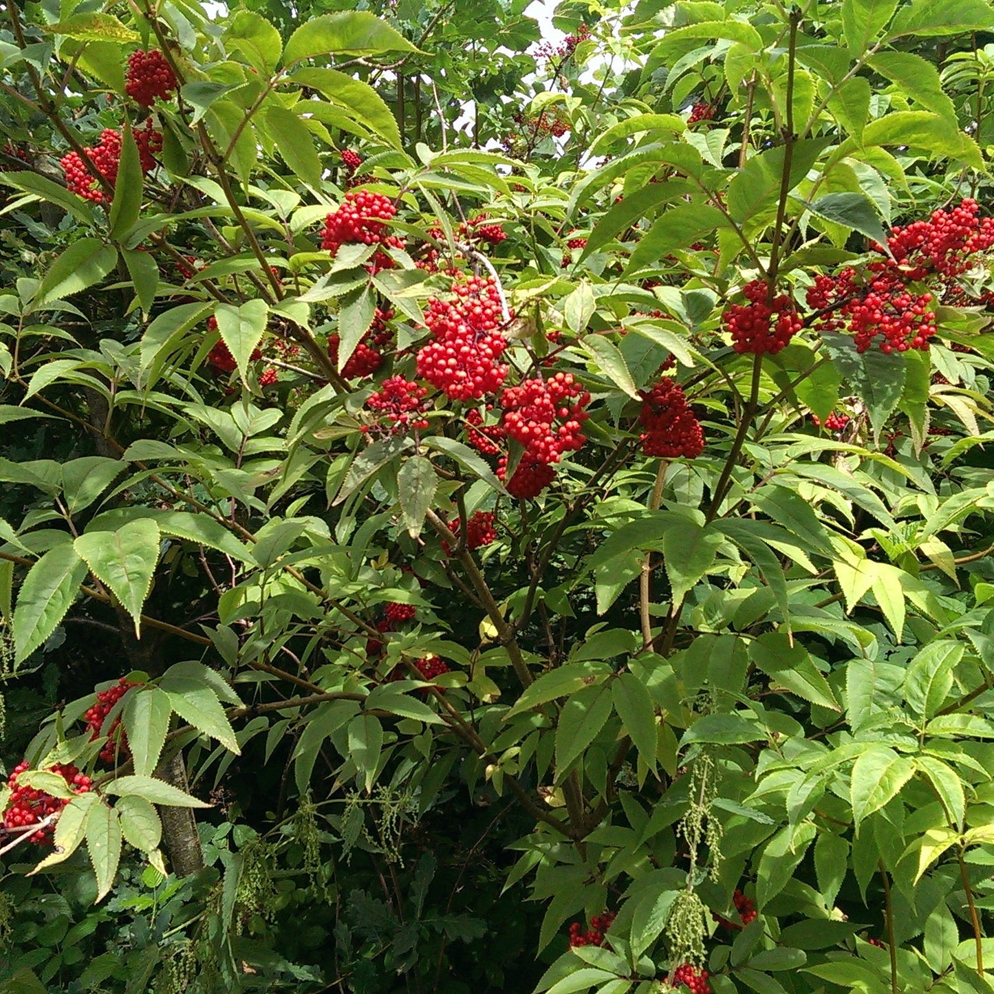 Red Elderberry