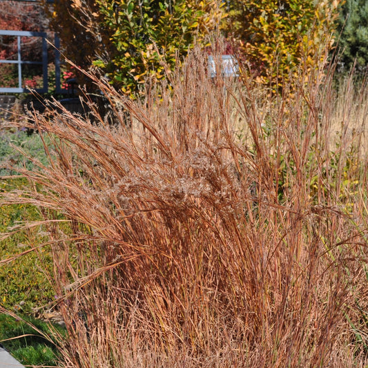 Little Bluestem 'Blaze'