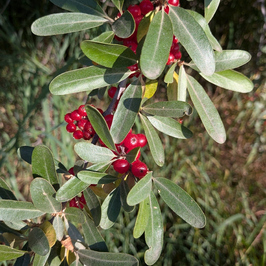 Silver Buffaloberry 'Silver Totem'