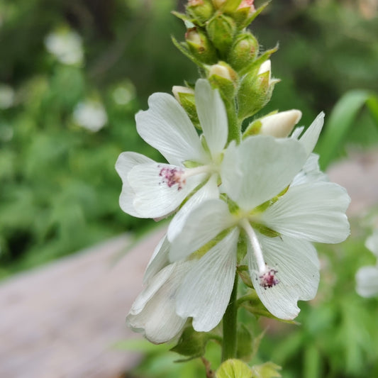White Checker Mallow