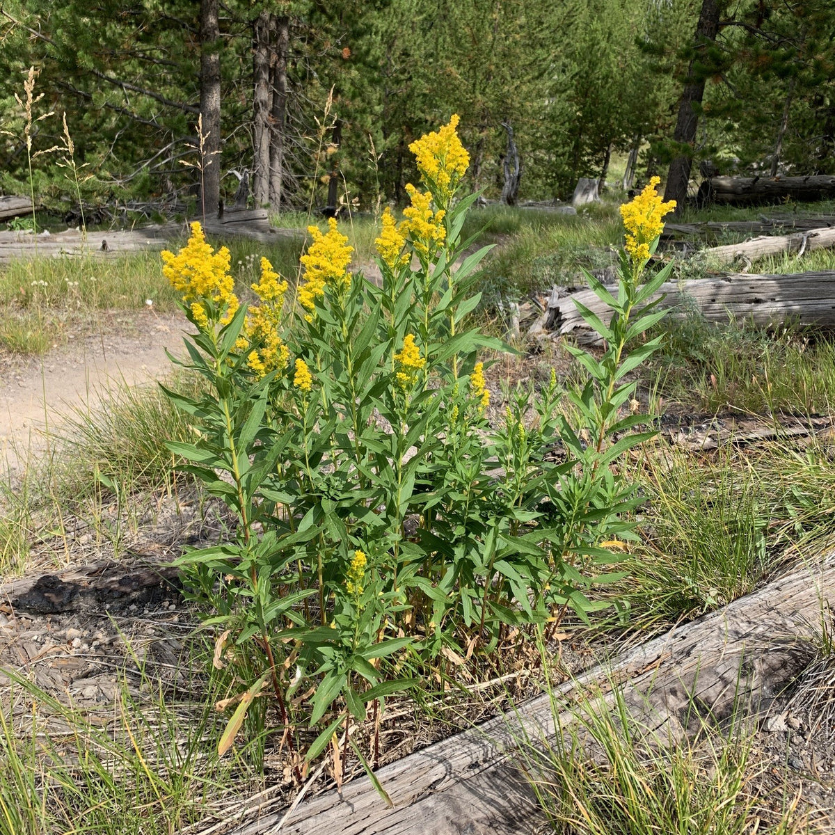 Elegant Goldenrod