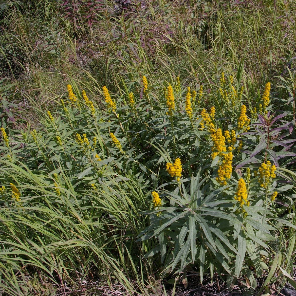 Elegant Goldenrod