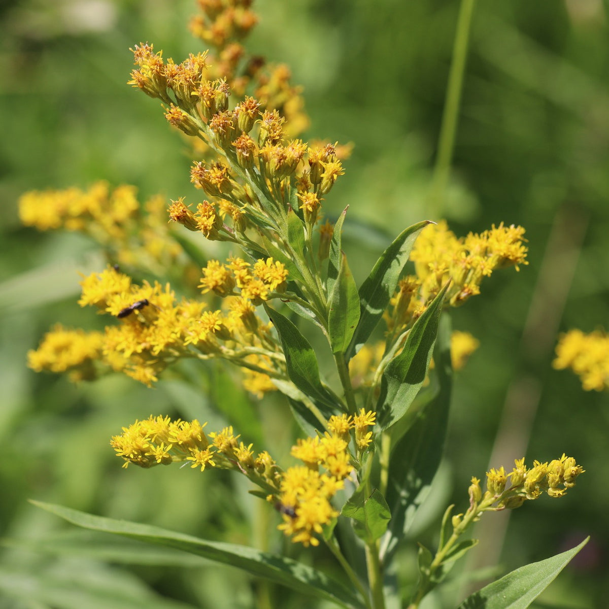 Elegant Goldenrod