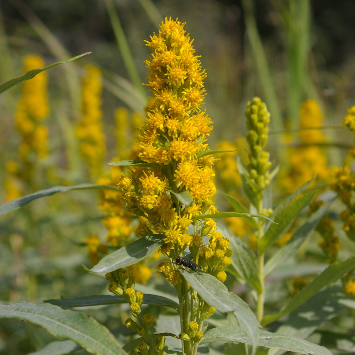 Elegant Goldenrod