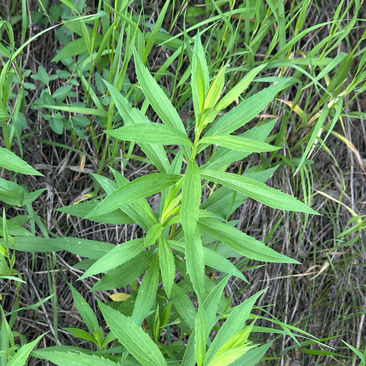 Elegant Goldenrod