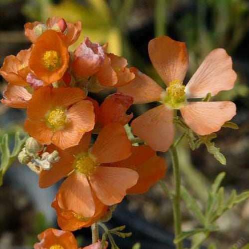 Gooseberryleaf Globemallow Sphaeralcea grossulariifolia