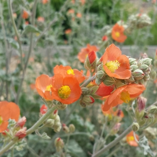 Munro’s Globemallow Sphaeralcea munroana