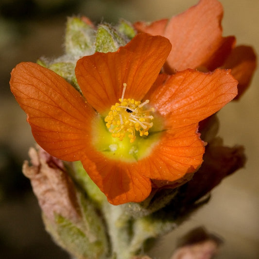 Scarlet Globemallow Sphaeralcea coccinea flower