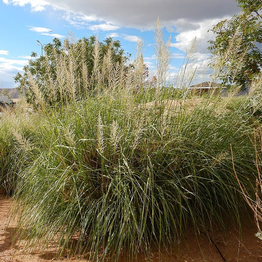 'Windbreaker' Giant Sacaton