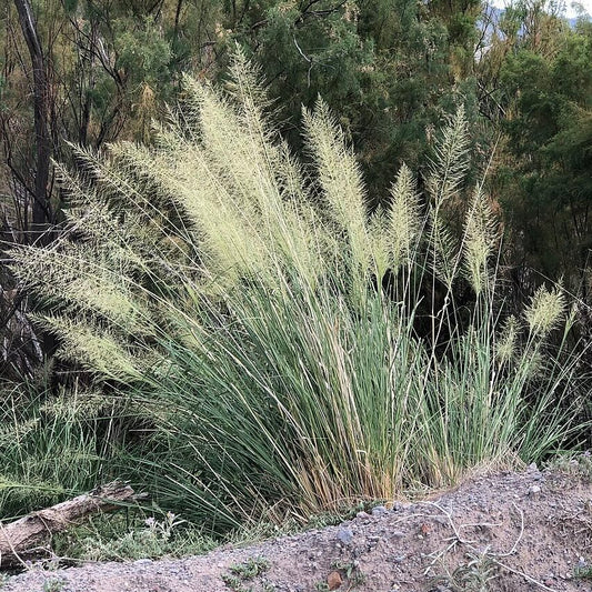 Giant Sacaton