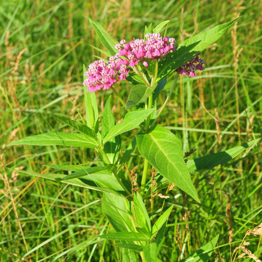 Swamp Milkweed