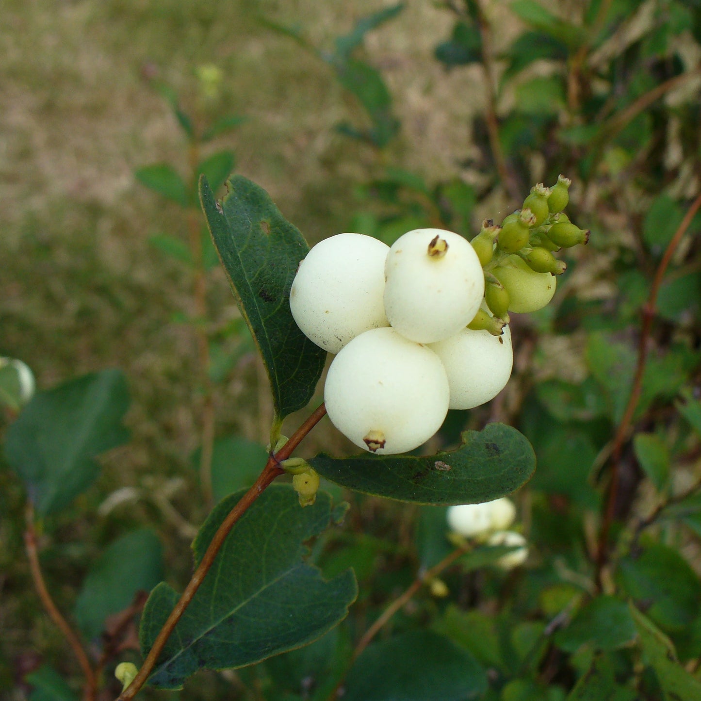 Common Snowberry