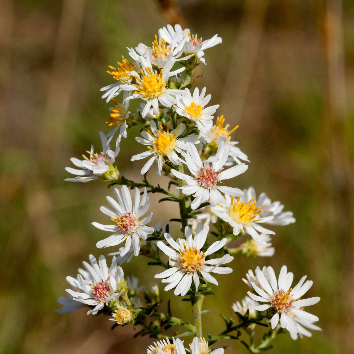 Heath Aster 'First Snow'