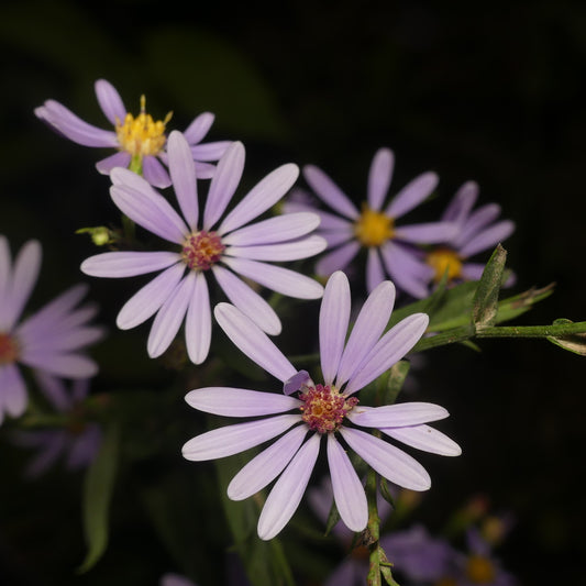 Smooth Blue Aster