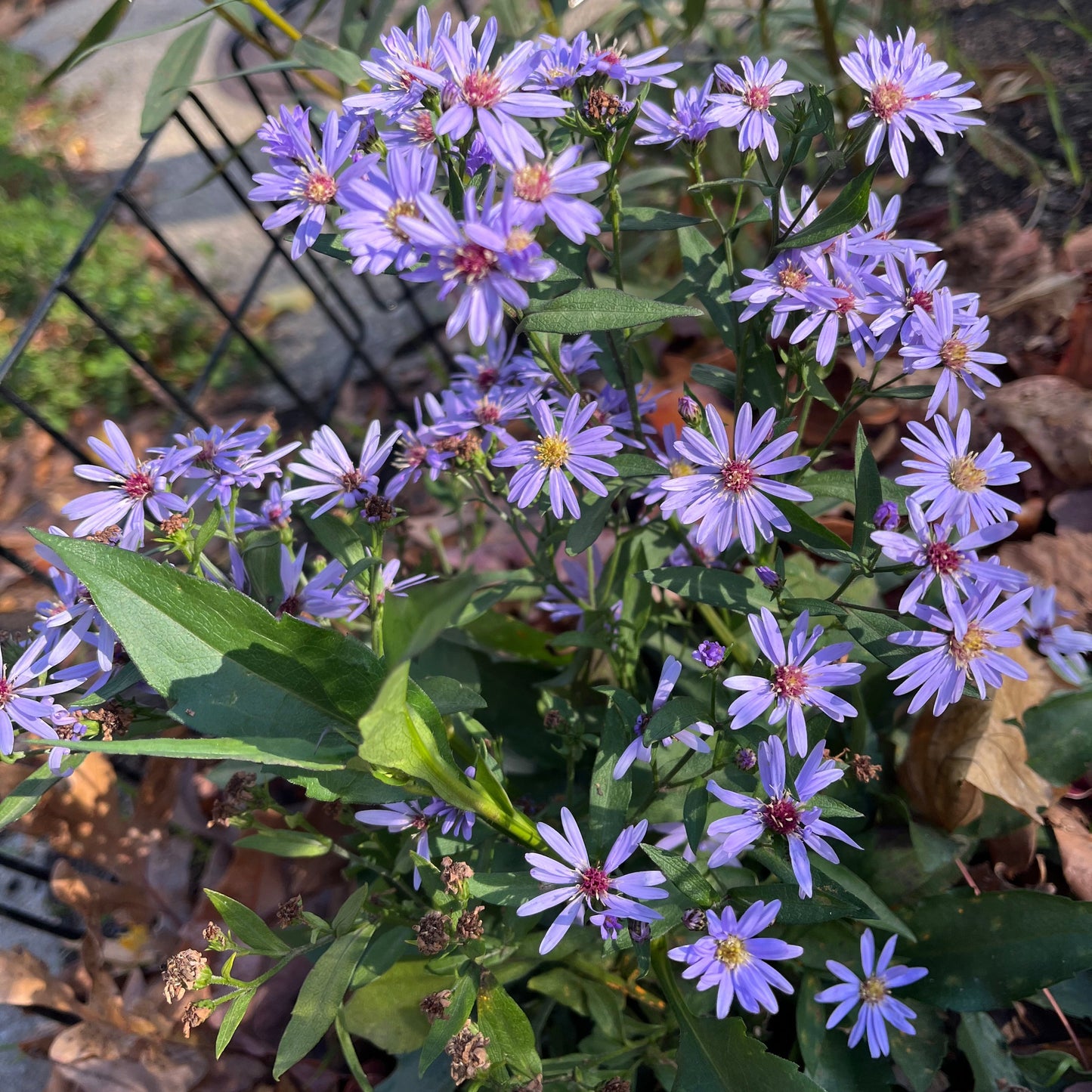 Smooth Blue Aster