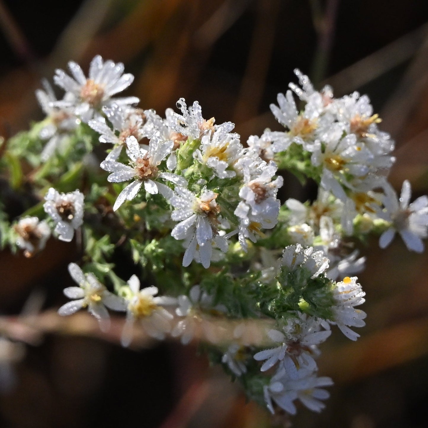 Heath Aster