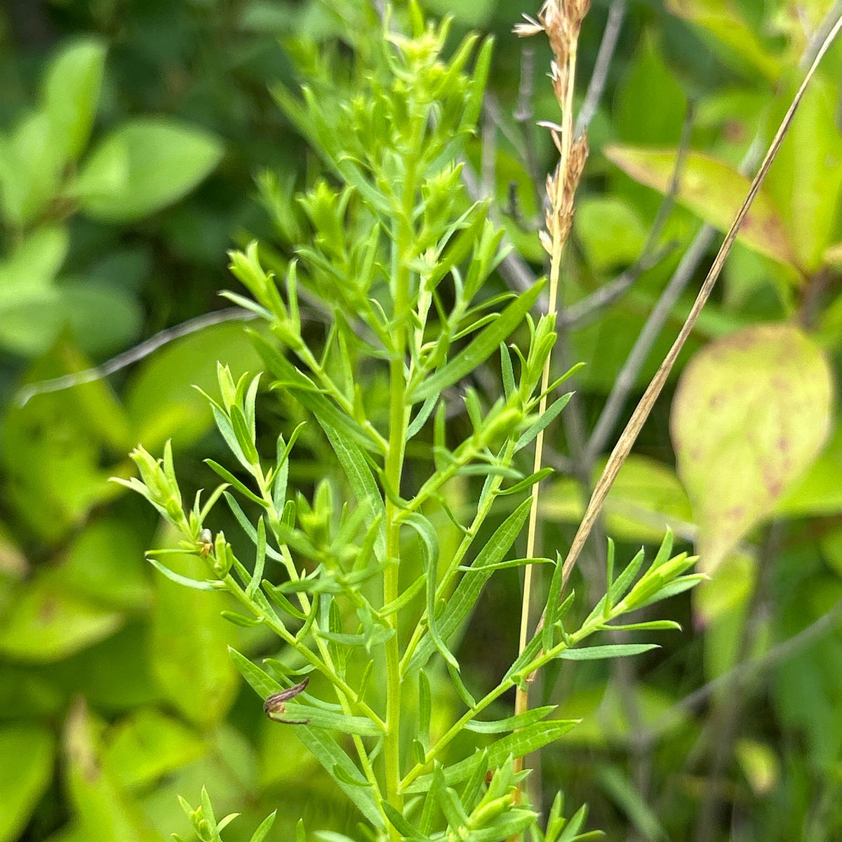 Heath Aster