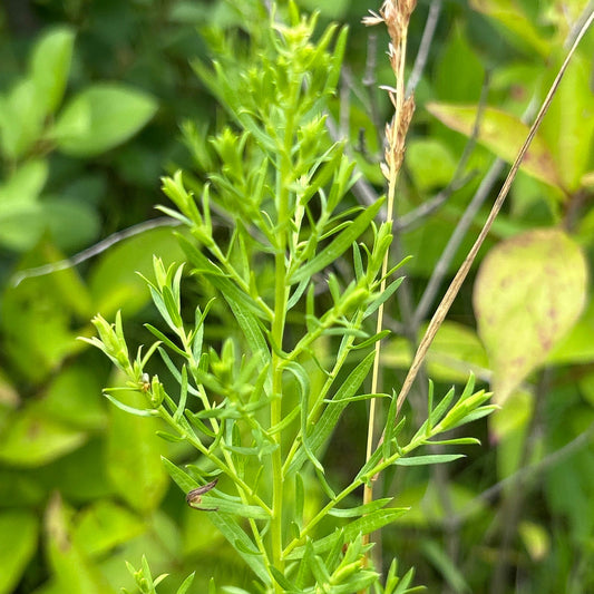 Heath Aster