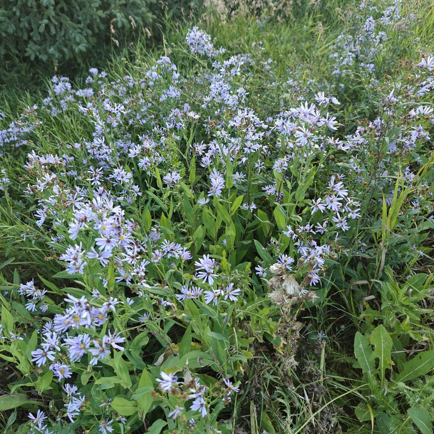 Smooth Blue Aster