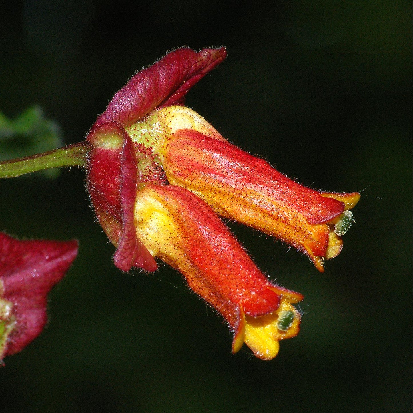 Twinberry Honeysuckle