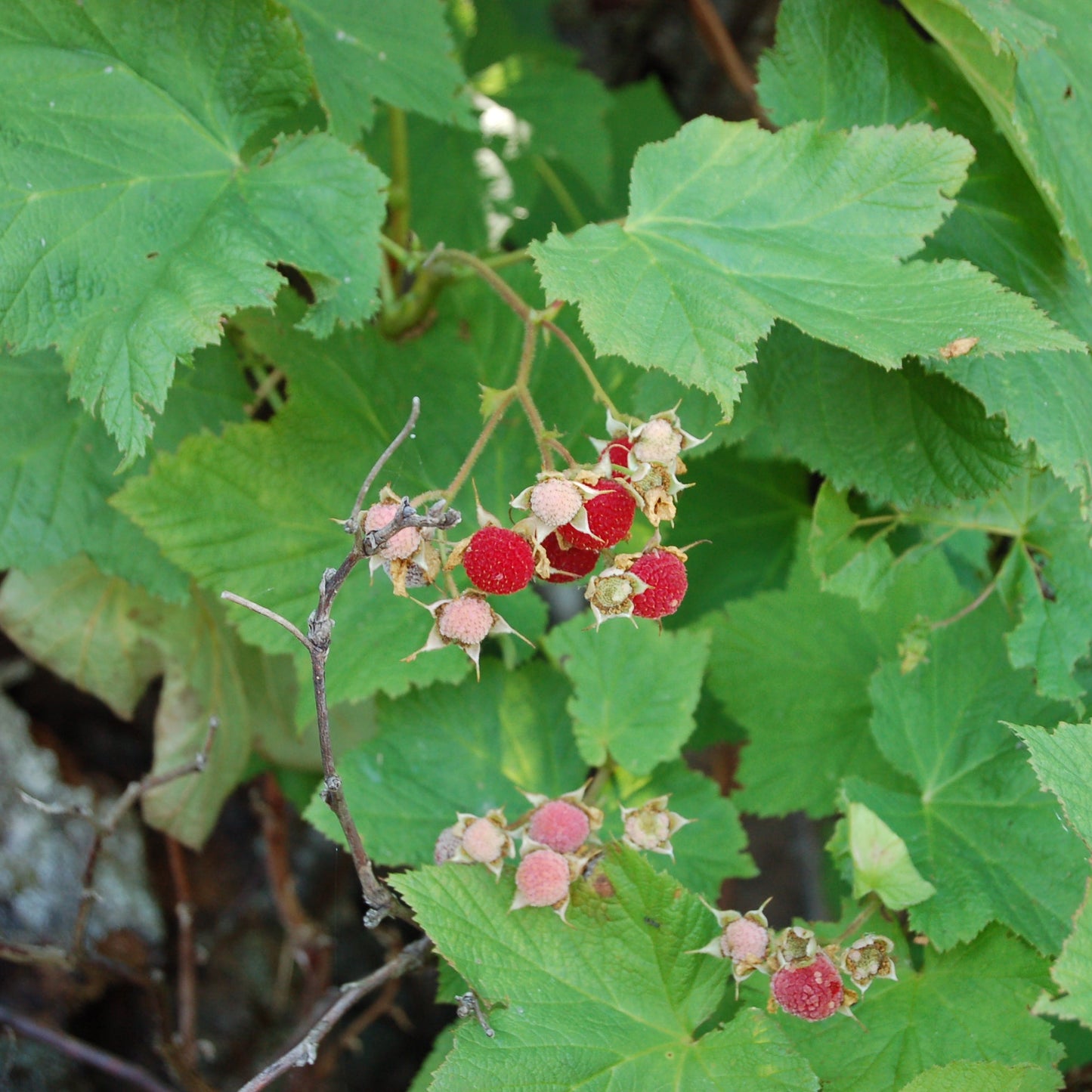Thimbleberry