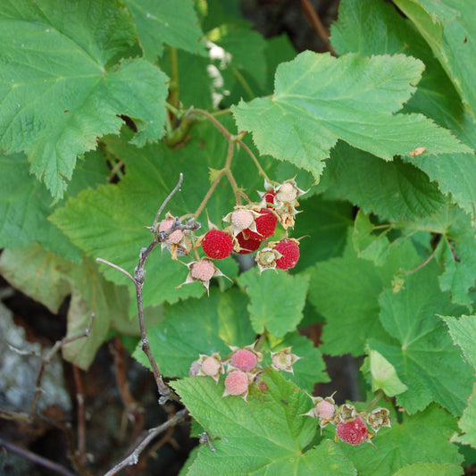 Thimbleberry