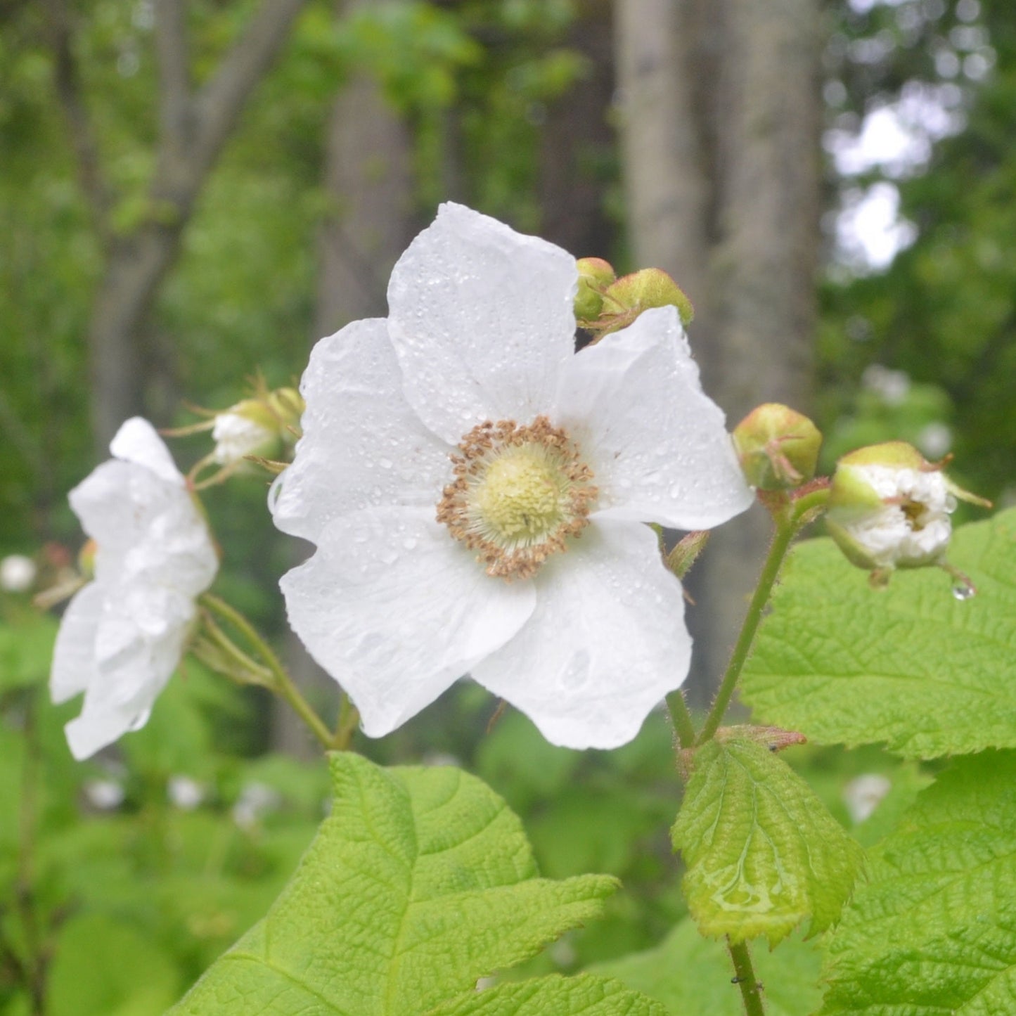 Thimbleberry