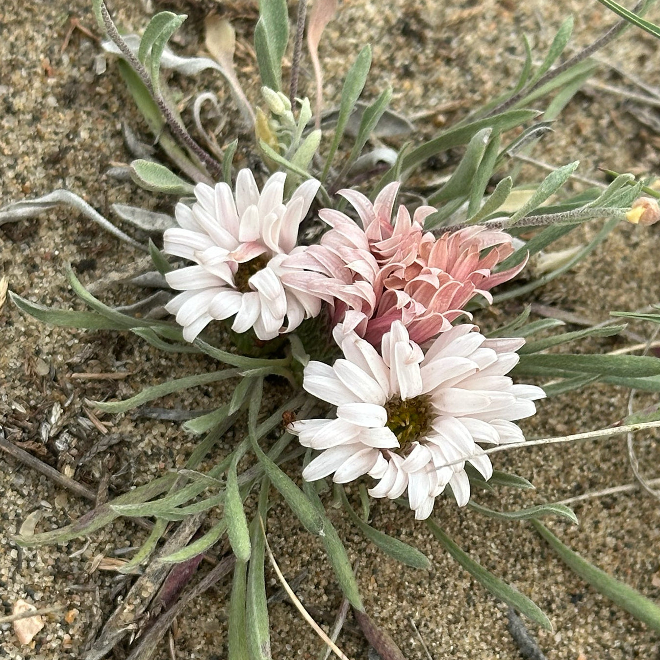 Stemless Townsend Daisy